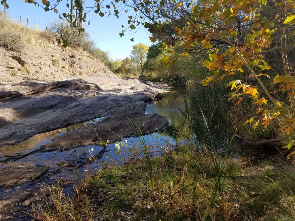 Photo of habitat in Sabino Creek.